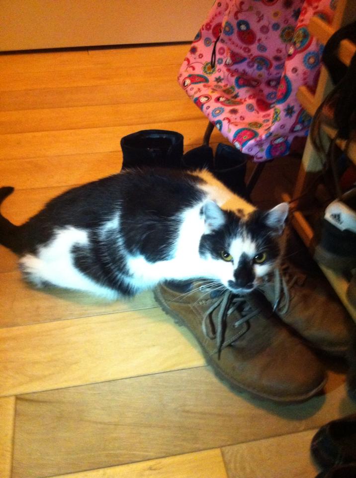 Kitty trying on shoes