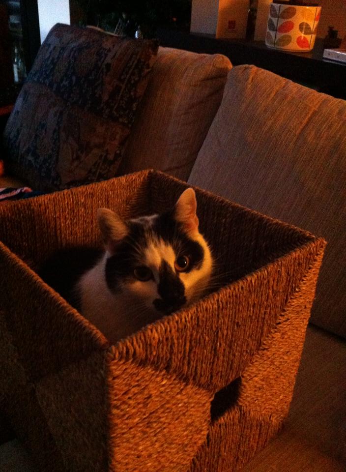 Cat in a box