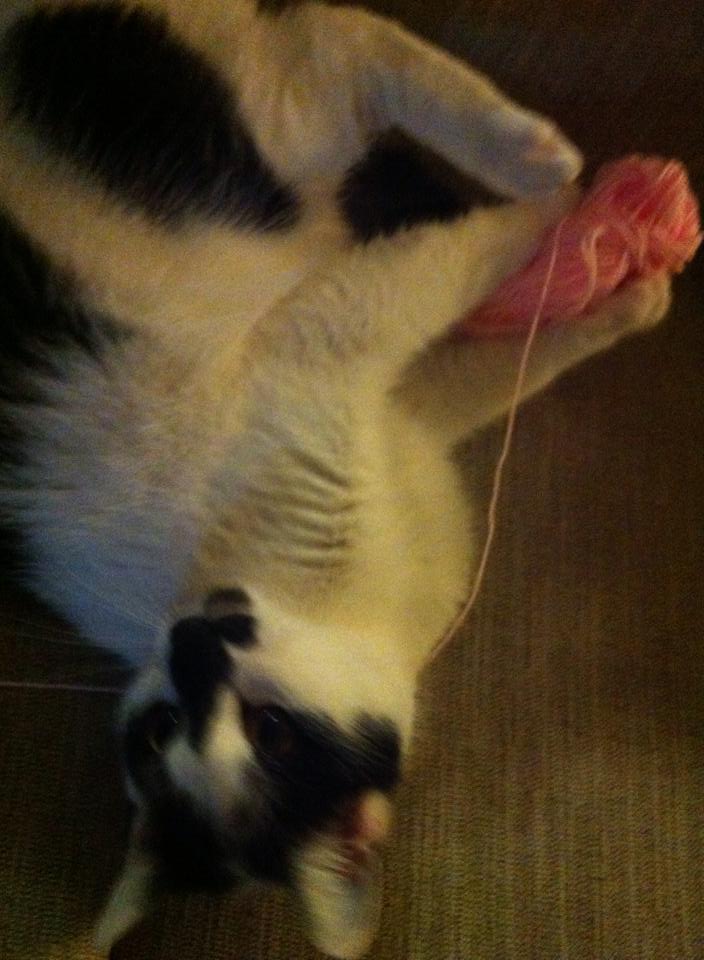 Cats love yarn