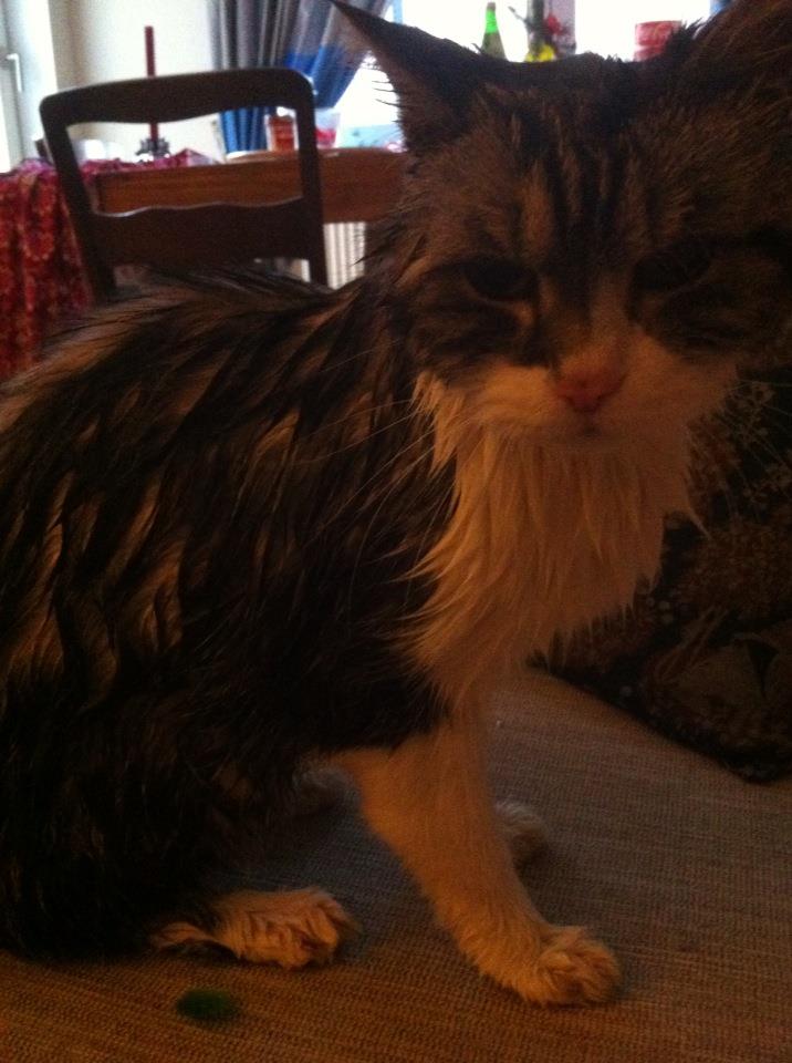 Wet Kitty