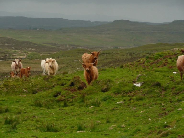 Highland cattle